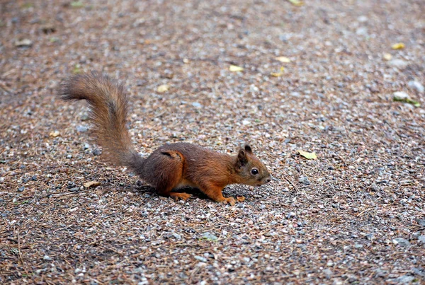 A forest squirrel — Stock Photo, Image