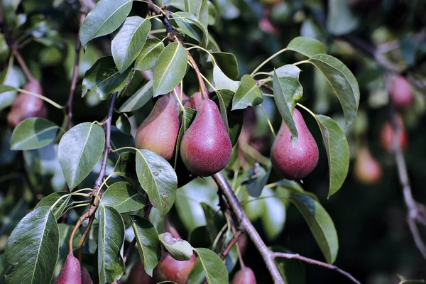Peras rojas jugosas en las ramas — Foto de Stock