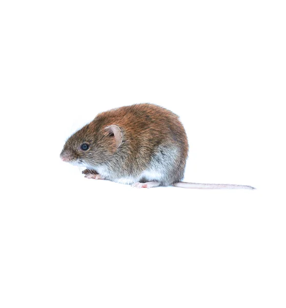 Liten brun mus isolerade — Stockfoto