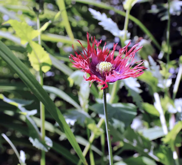 红罂粟之花 — 图库照片