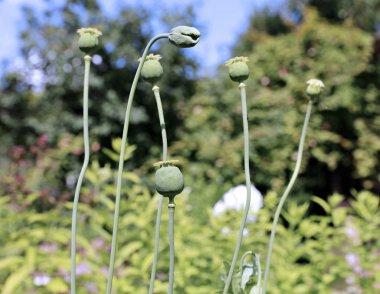 Poppy olgunlaştı kutuları