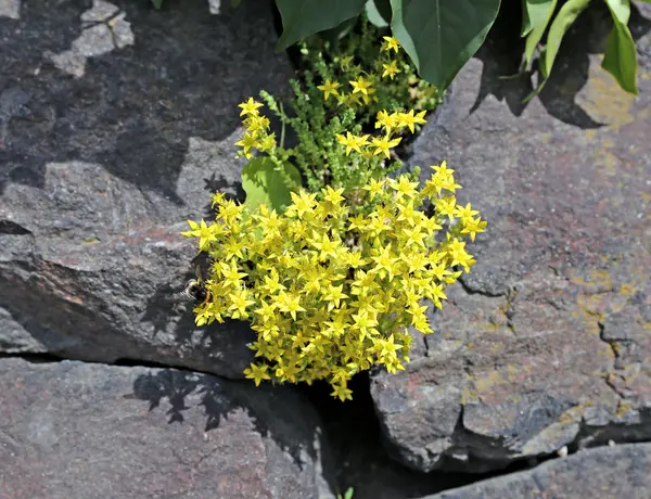 A planta stonecrop — Fotografia de Stock