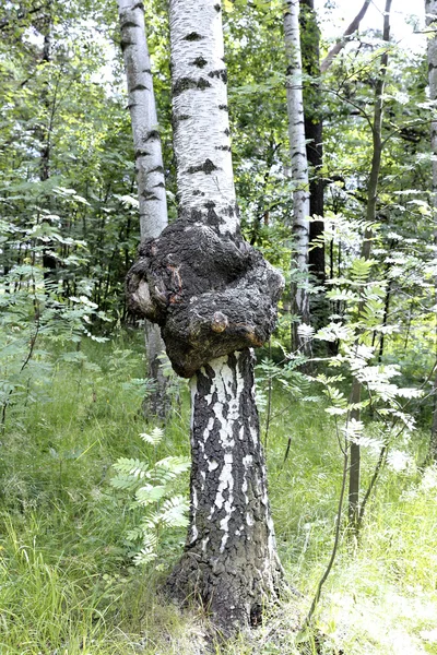 Gyógyászati Chaga gomba a törzsön a nyír — Stock Fotó