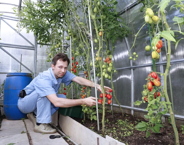 Um trabalhador colhe tomates vermelhos maduros em estufa — Fotografia de Stock