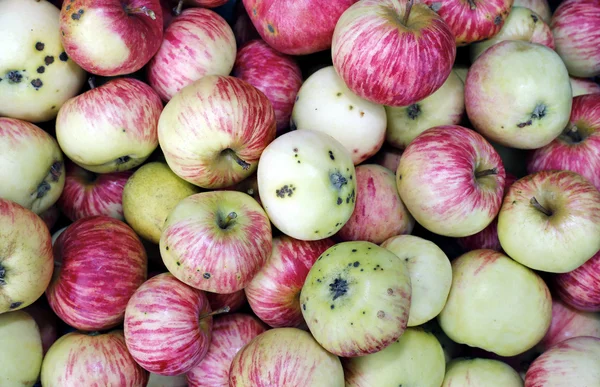 Fundo de grandes maçãs vermelhas maduras — Fotografia de Stock
