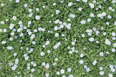 Birçok çiçek papatya çayırda