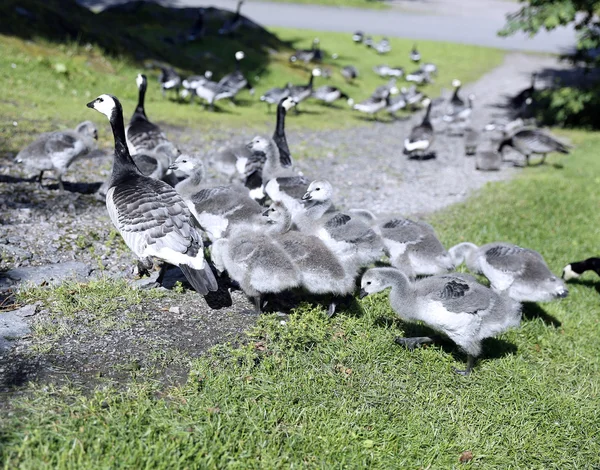 Família de gansos com muitos dos pequenos pintos cinzentos — Fotografia de Stock