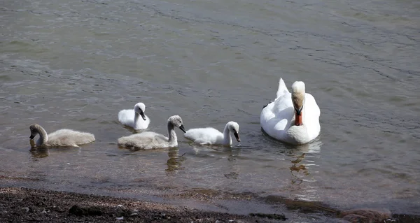 Młody biały i szary cubs łabędzie w wodzie — Zdjęcie stockowe