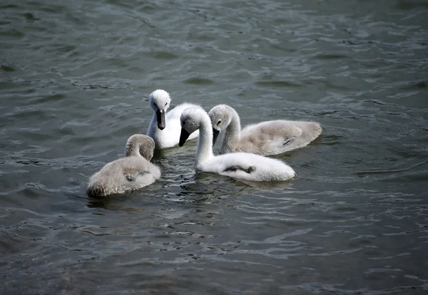 Cachorros jóvenes blancos y grises de cisnes en el agua — Foto de Stock