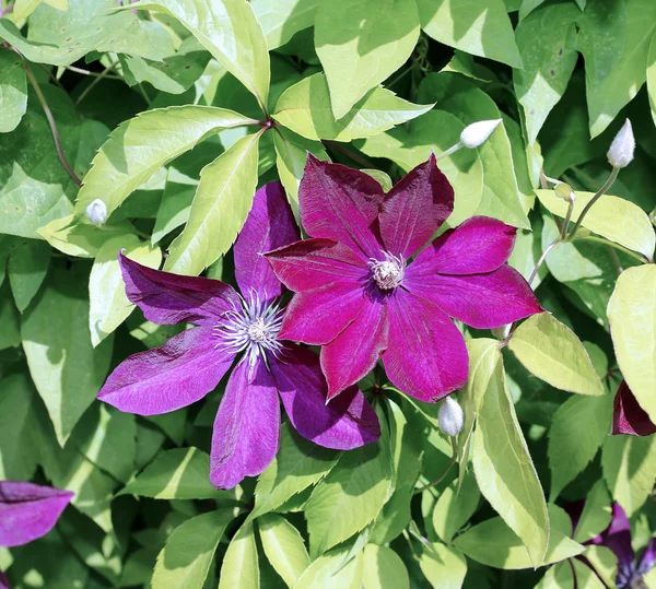 Several flowers of purple clematis — Stock Photo, Image