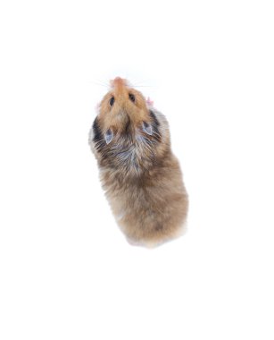 Kahverengi Suriye hamster izole onun arka ayakları üzerinde duruyor