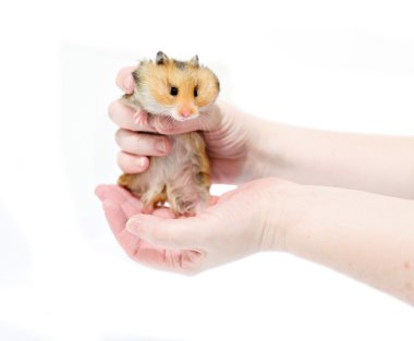 Elinde dolu yanakları kahverengi Suriye hamster