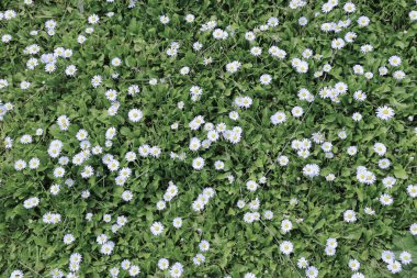 Birçok çiçek papatya çayırda