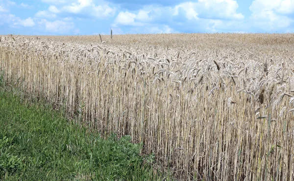 Paisaje del campo de trigo — Foto de Stock