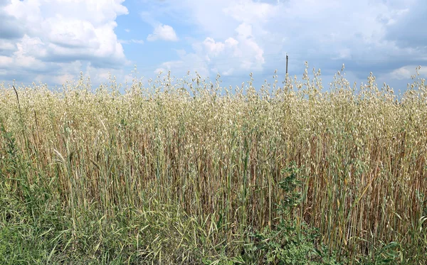 Campo de avena en el verano — Foto de Stock