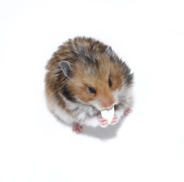İzole kabak çekirdeği yemek kahverengi Suriye hamster