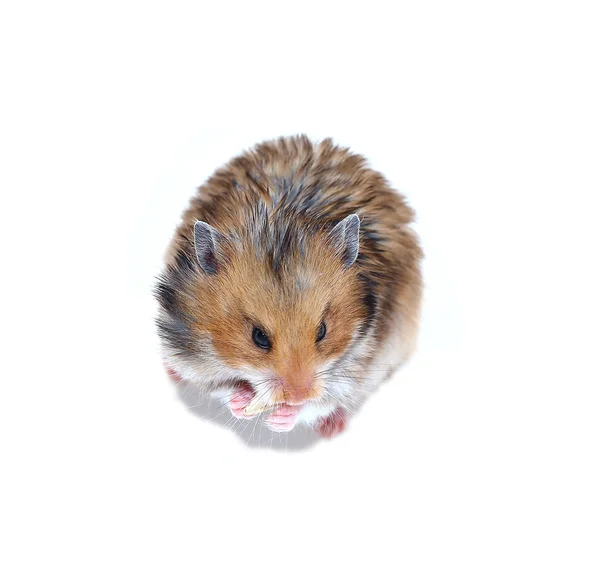 Brauner syrischer hamster isoliert — Stockfoto