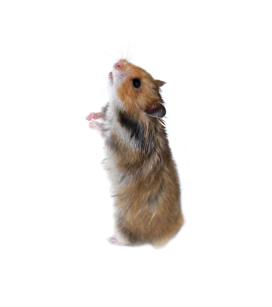 Brauner syrischer hamster steht isoliert auf seinen hinterpfoten — Stockfoto