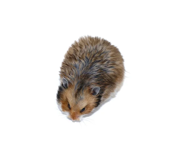 Hamster syrien brun isolé — Photo