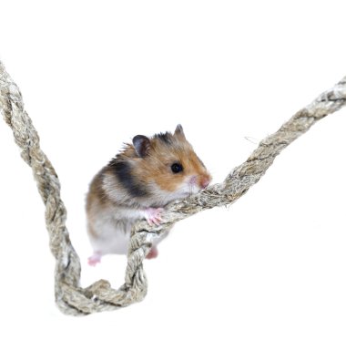 Bir çatıya çıkarken kahverengi Suriye hamster