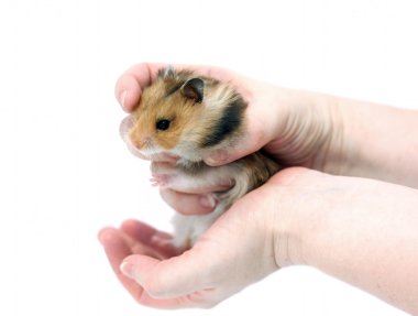 Elinde dolu yanakları kahverengi Suriye hamster