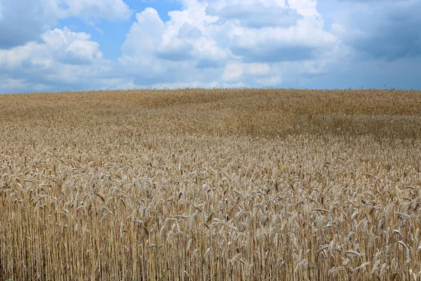 Landschaft des Weizenfeldes — Stockfoto