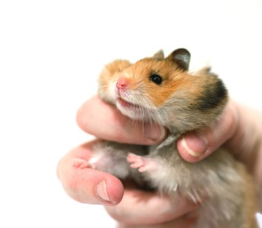 Dolgulu yanakları elinde izole kahverengi Suriye hamster