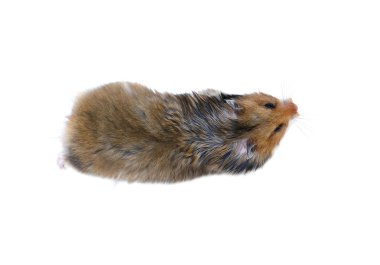 Yukarıdan izole kahverengi Suriye hamster görünümü