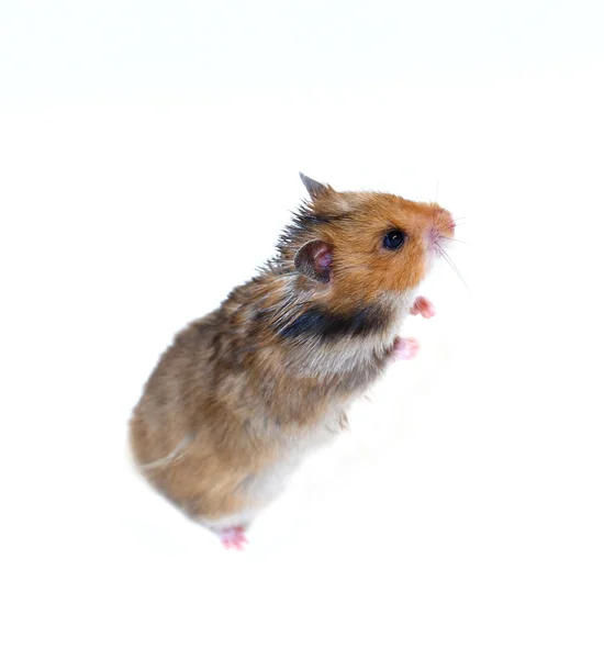 Brown hamster sírio fica em suas patas traseiras isolado — Fotografia de Stock