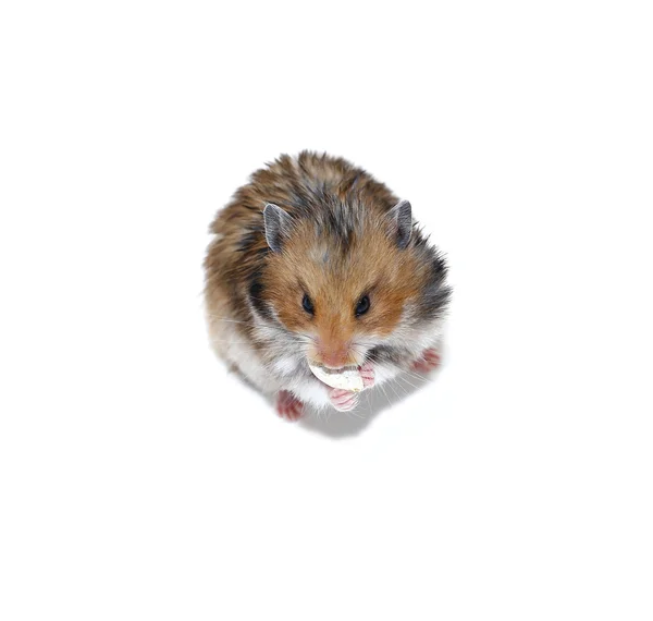 Hamster sirio marrón comiendo semillas de calabaza aisladas —  Fotos de Stock