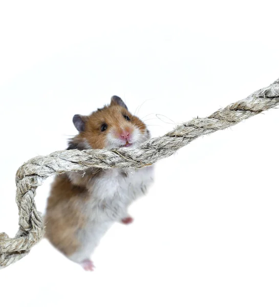 Brauner syrischer Hamster klettert isoliert auf einem Seil — Stockfoto