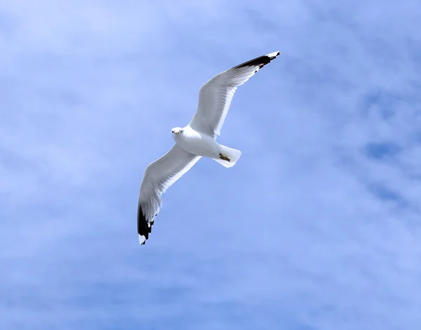 Mediterranean white seagull — Stock Photo, Image