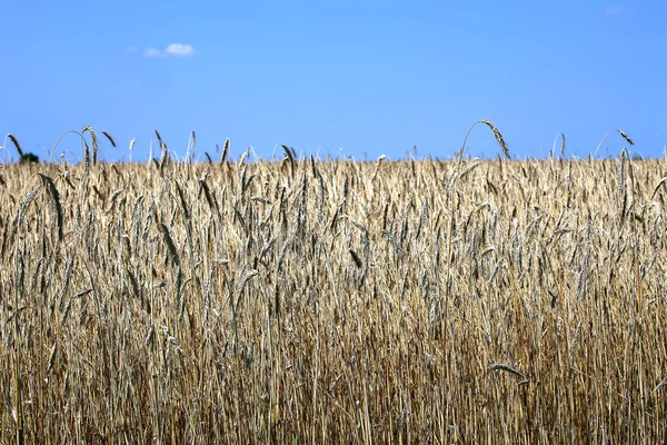 Feld von reifem Roggen — Stockfoto