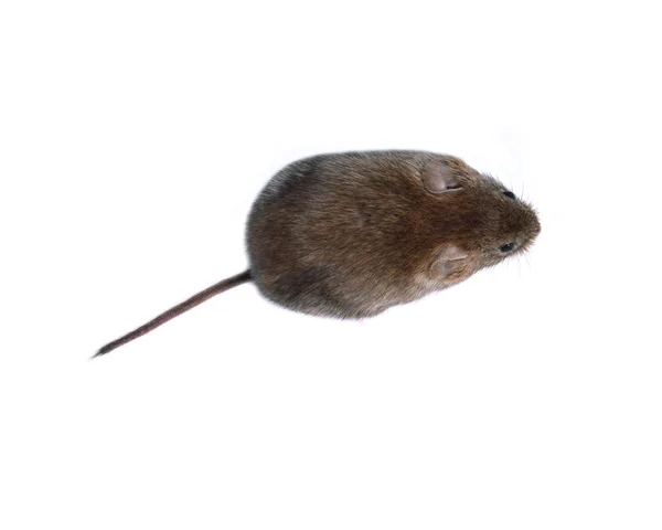 Liten brun mus isolerade — Stockfoto