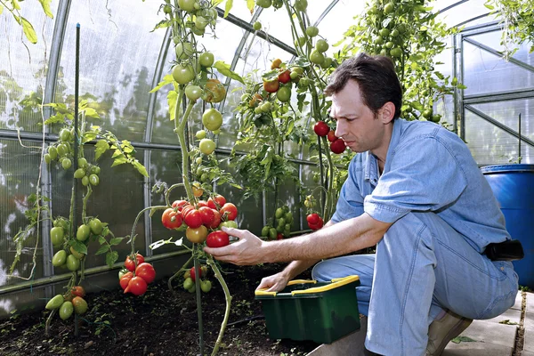 A worker harvests of red ripe tomatoes in a greenhouse — Stock Photo, Image