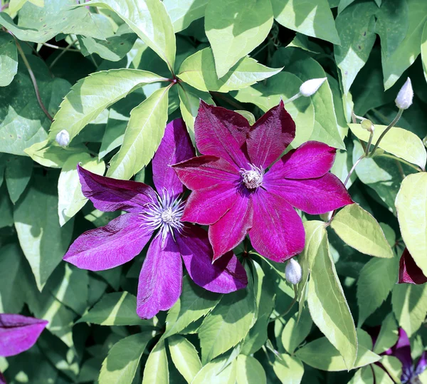 Varias flores de clematis púrpura —  Fotos de Stock