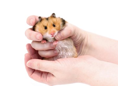 Dolgulu yanakları elinde izole kahverengi Suriye hamster
