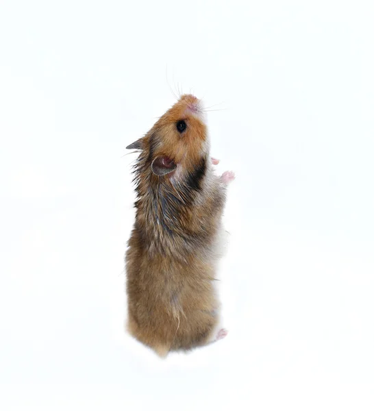 Brown hamster sírio fica em suas patas traseiras isolado — Fotografia de Stock