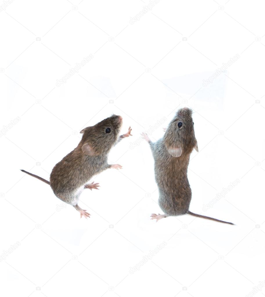 Two little gray mouse standing on its hind paws and looking up i