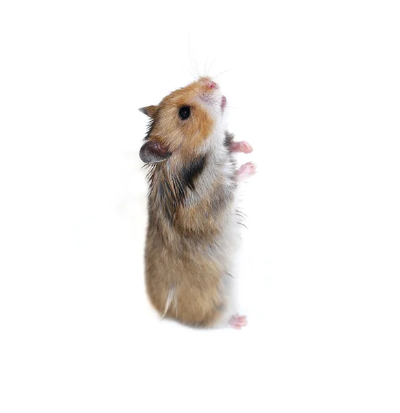 Brauner syrischer hamster steht isoliert auf seinen hinterpfoten — Stockfoto