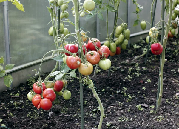 Red tomatoes in a greenhouse — Stock Photo, Image