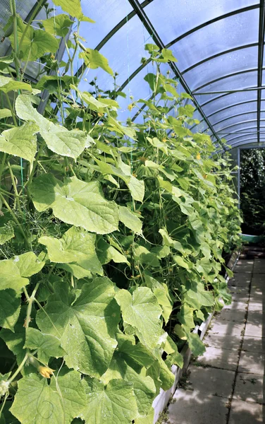 Plantas de pepino em uma estufa — Fotografia de Stock