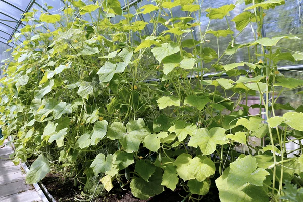 Plantas de pepino en un invernadero — Foto de Stock