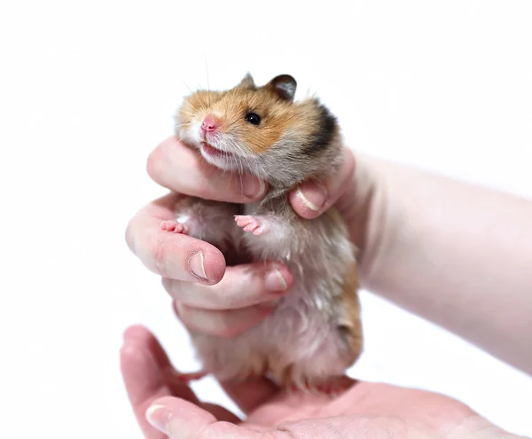 Hamster sirio marrón con mejillas llenas en manos aisladas —  Fotos de Stock