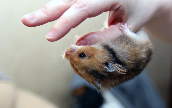 Bruin Syrische hamster hangt ondersteboven aan een vrouwelijke kant — Stockfoto