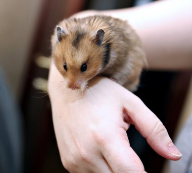 Dolgulu yanakları elinde izole kahverengi Suriye hamster