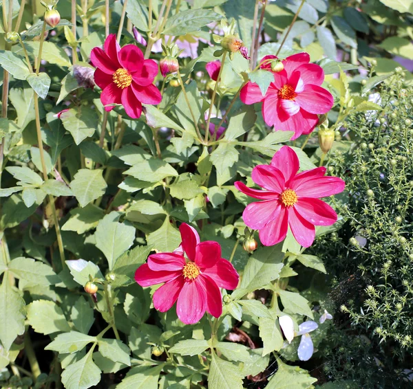 Dalia de flor roja en el jardín —  Fotos de Stock