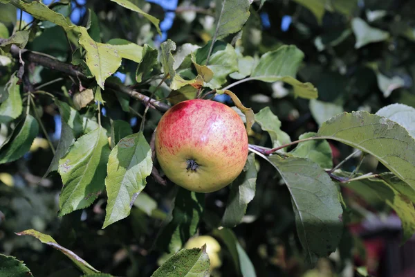 Pommes rouges juteuses sur une branche de pommiers — Photo