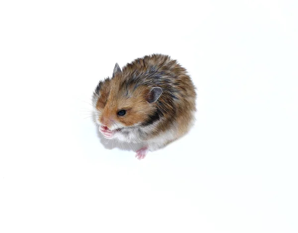 Brauner syrischer Hamster frisst isoliert — Stockfoto