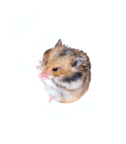 Brown hamster sírio senta-se e lava focinho — Fotografia de Stock
